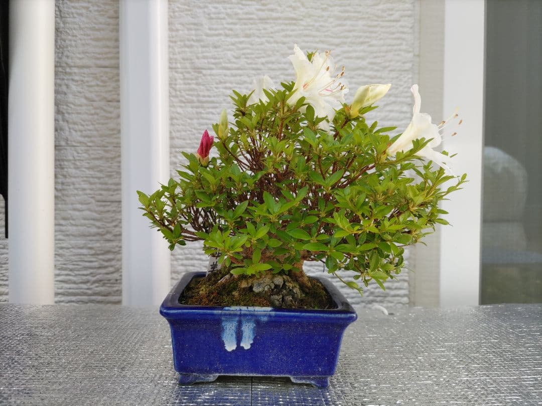 皐月　　品種、明美の月　　早い者勝ち