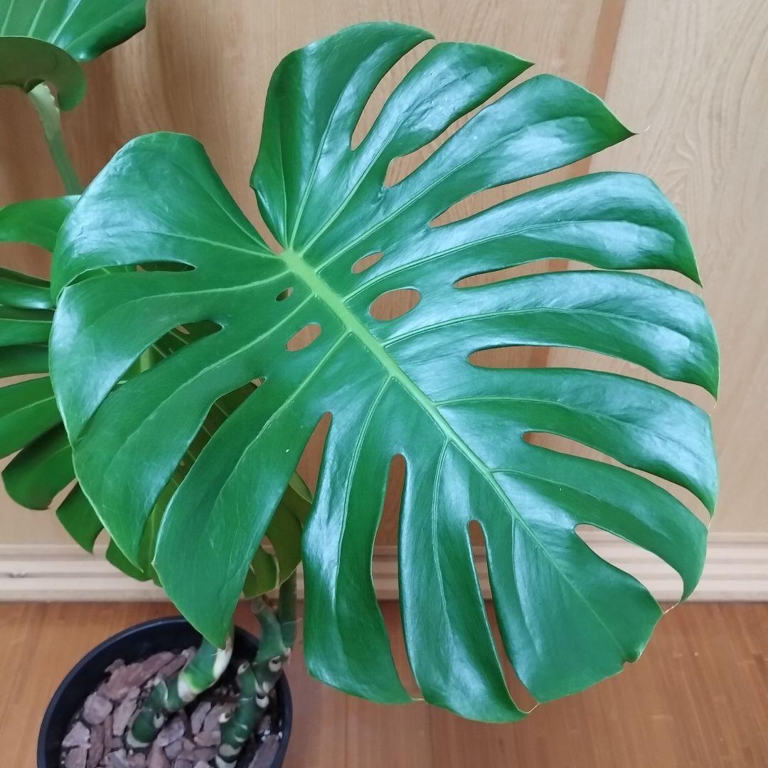 モンステラ 観葉植物 大きな葉 8号鉢 鉢ごと発送