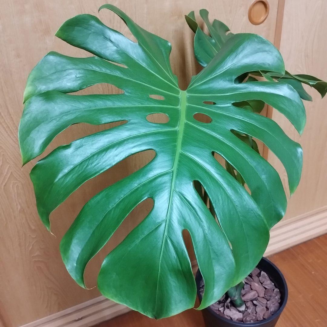 モンステラ 観葉植物 大きな葉 8号鉢 鉢ごと発送