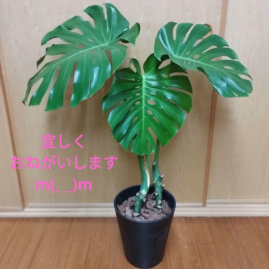 モンステラ 観葉植物 大きな葉 8号鉢 鉢ごと発送