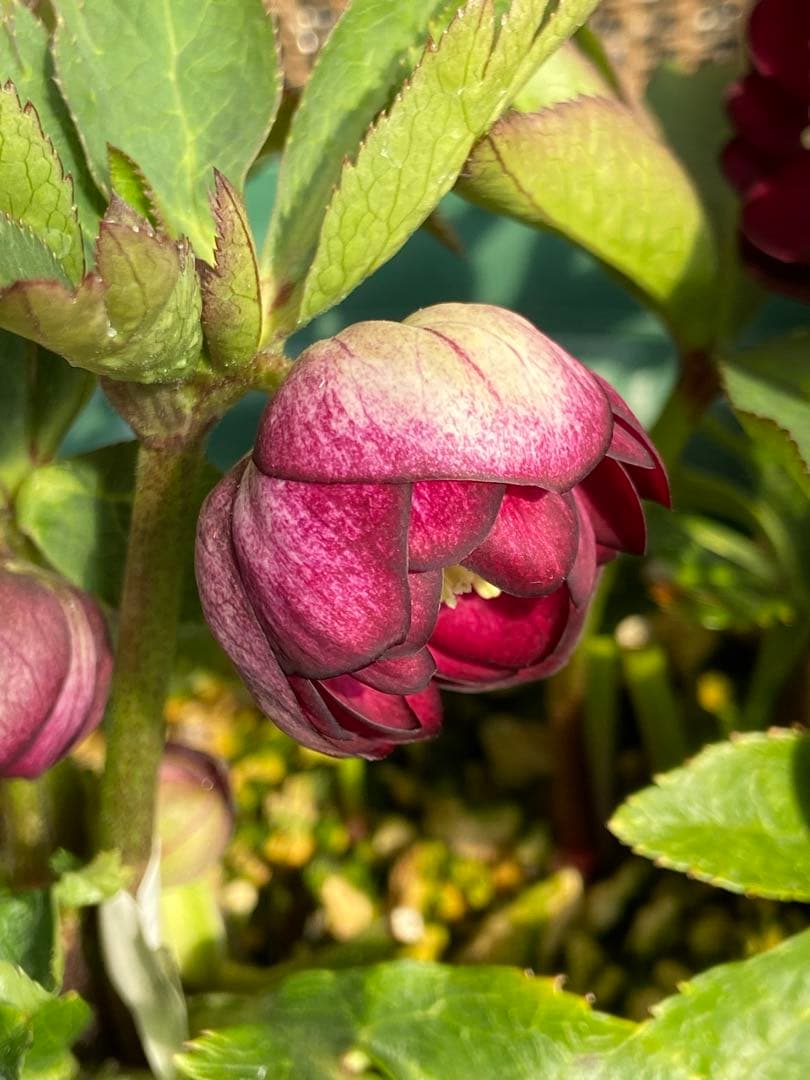 キラメキ⭐︎マロンレッド×グロッシーカラー（小輪カップ咲）★クリスマスローズ苗