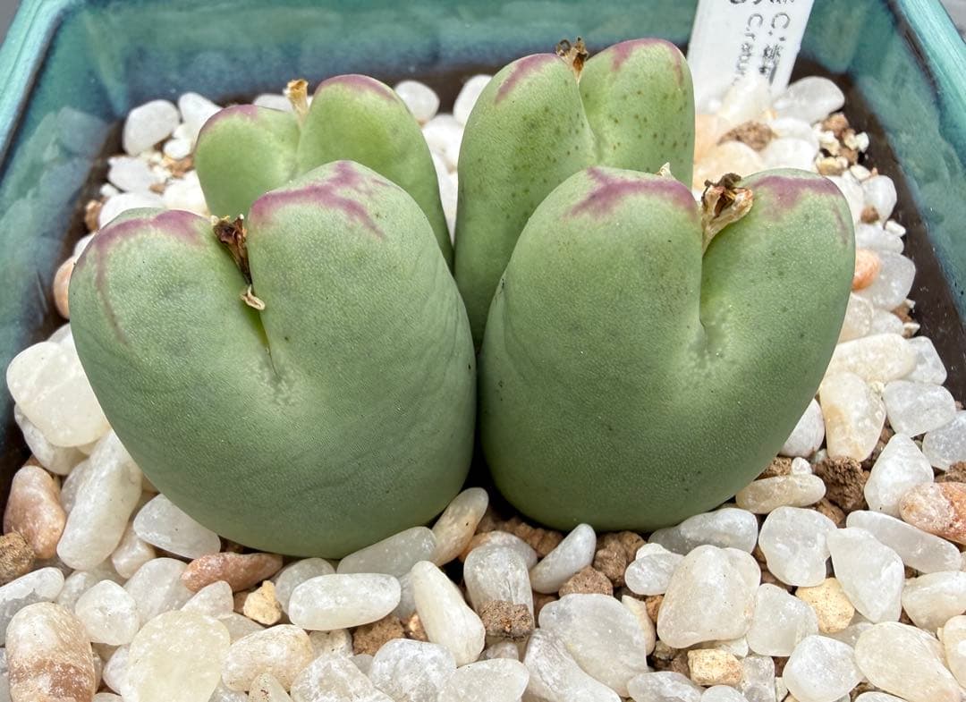 多肉植物 コノフィツム 桃割娘 四頭