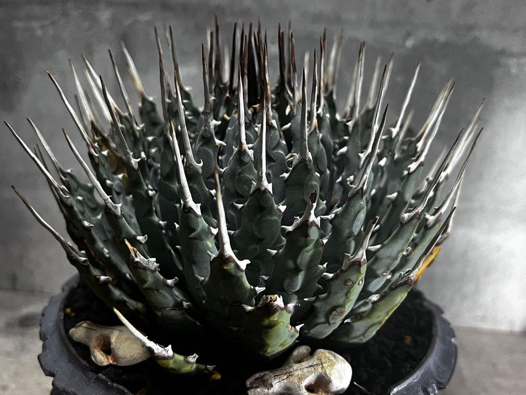 美株 アガベ ユタエンシス エボリスピナ 大株発根済み