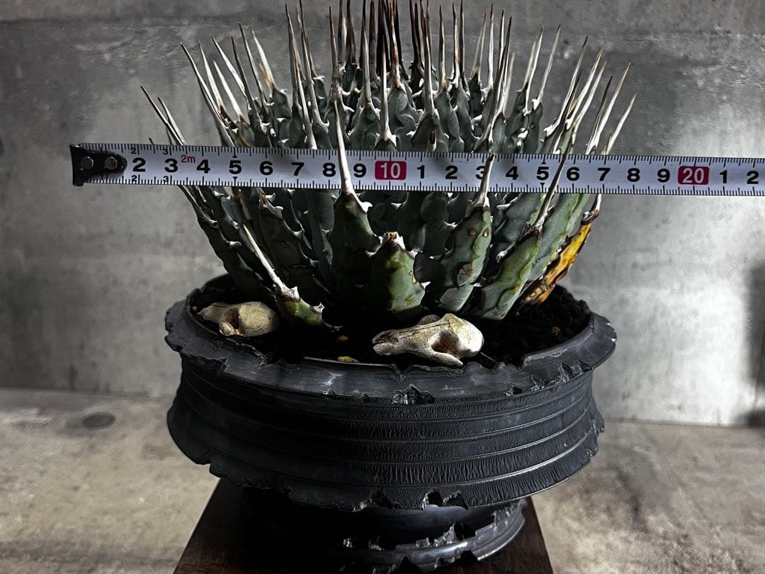 美株 アガベ ユタエンシス エボリスピナ 大株発根済み