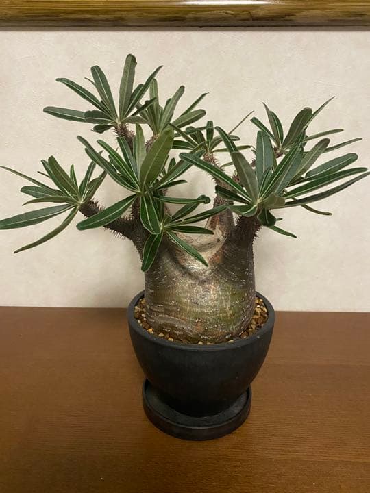 パキポディウム　グラキリス　現地球