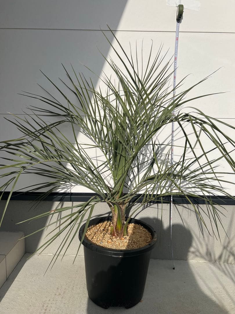 ‼️再値下げ‼️ココスヤシ シルバーリーフ②‼️鉢上約92センチ‼️おすすめ株‼️