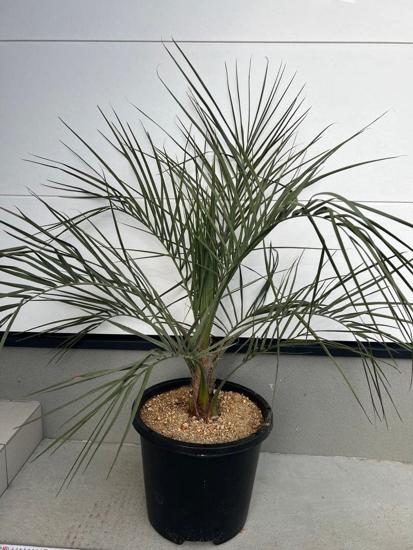 ‼️再値下げ‼️ココスヤシ シルバーリーフ②‼️鉢上約92センチ‼️おすすめ株‼️