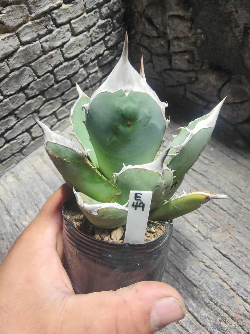 アガベ　チタノタ　実生　選抜　超強刺！！ハウス育成株