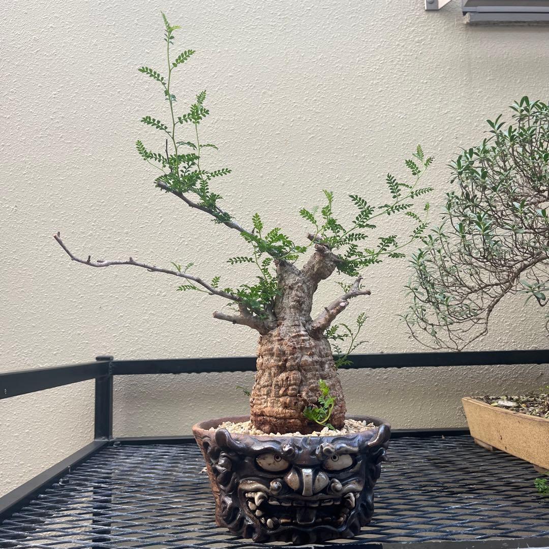 オペルクリカリア パキプス 現地球　発根済み　 シーサ鉢