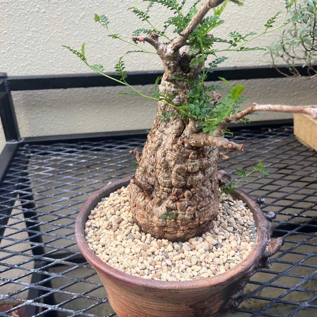 オペルクリカリア パキプス 現地球　発根済み　 シーサ鉢