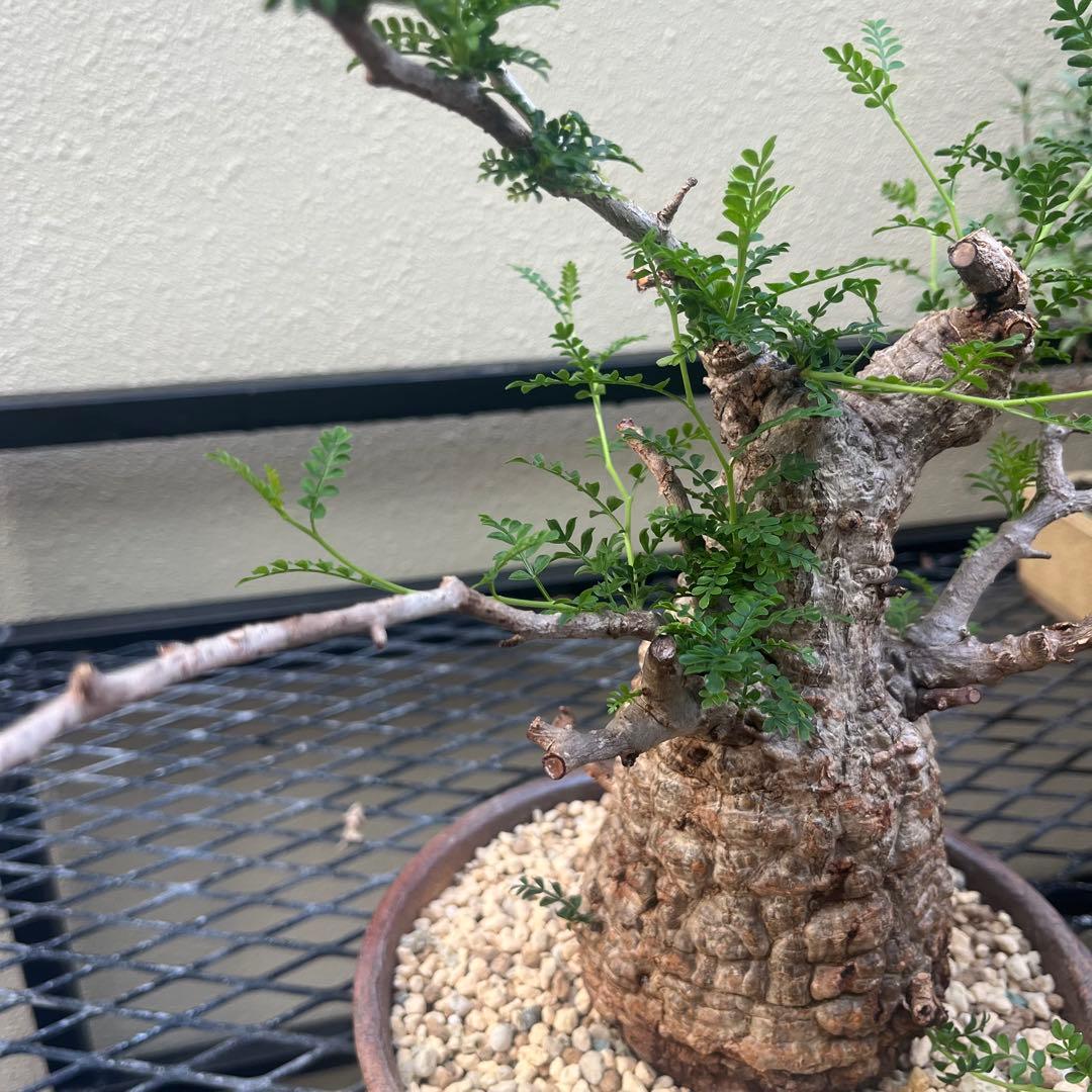 オペルクリカリア パキプス 現地球　発根済み　 シーサ鉢