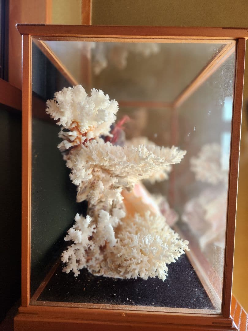 貝と珊瑚のオブジェ