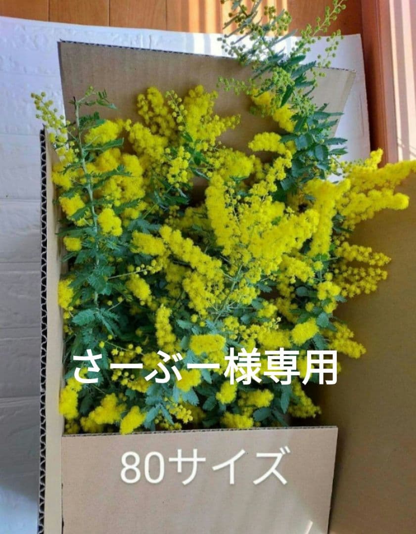 さーぶー　 ミモザ 80サイズ