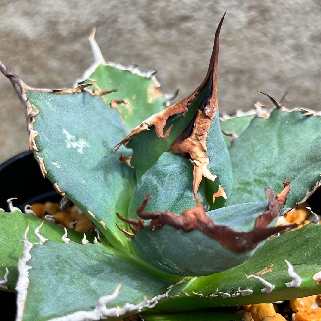 アガベ　チタノタ　黒犀牛　No.002　鉢、送料込　メルカリ便