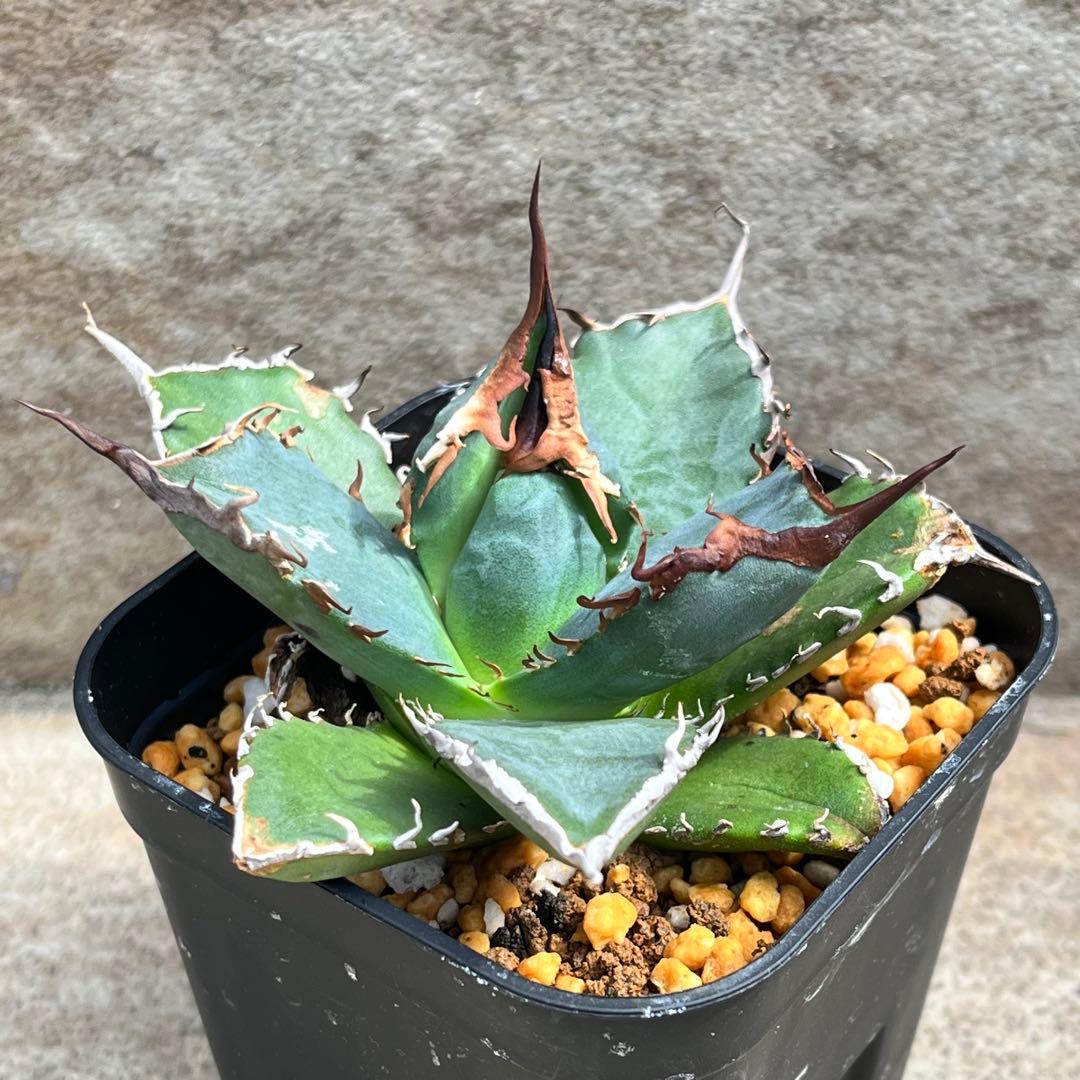 アガベ　チタノタ　黒犀牛　No.002　鉢、送料込　メルカリ便
