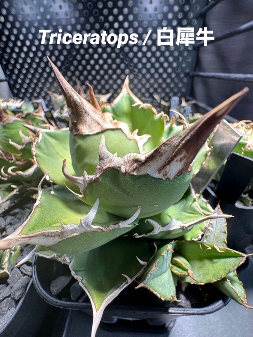 【CG産】アガベ⭐︎チタノタ⭐︎Triceratops/白犀牛 01⭐︎子株⭐︎タグ付き