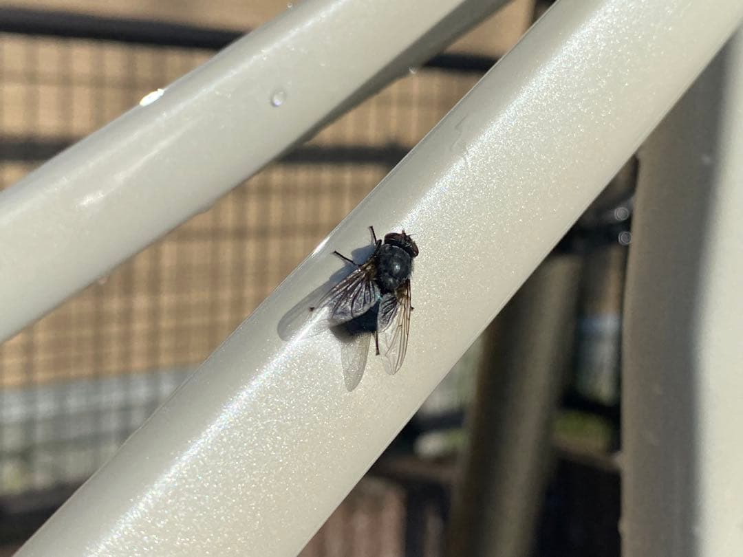 SPECIALIZED TARMAC SL7 完成車