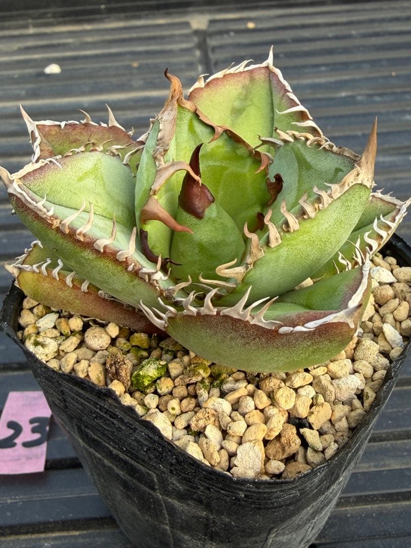 オテロイ　実生コレクション株23