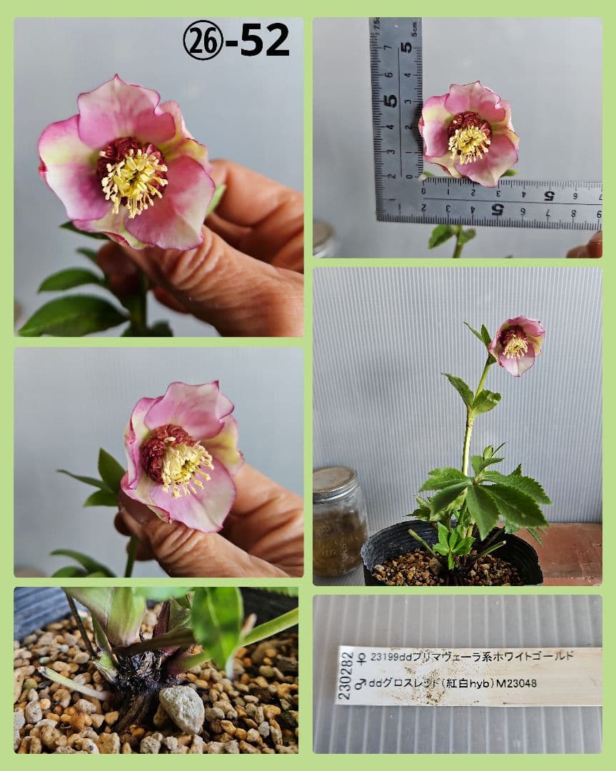 謙信様ご購入苗㉖-47㉖-52㉖-90クリスマスローズ