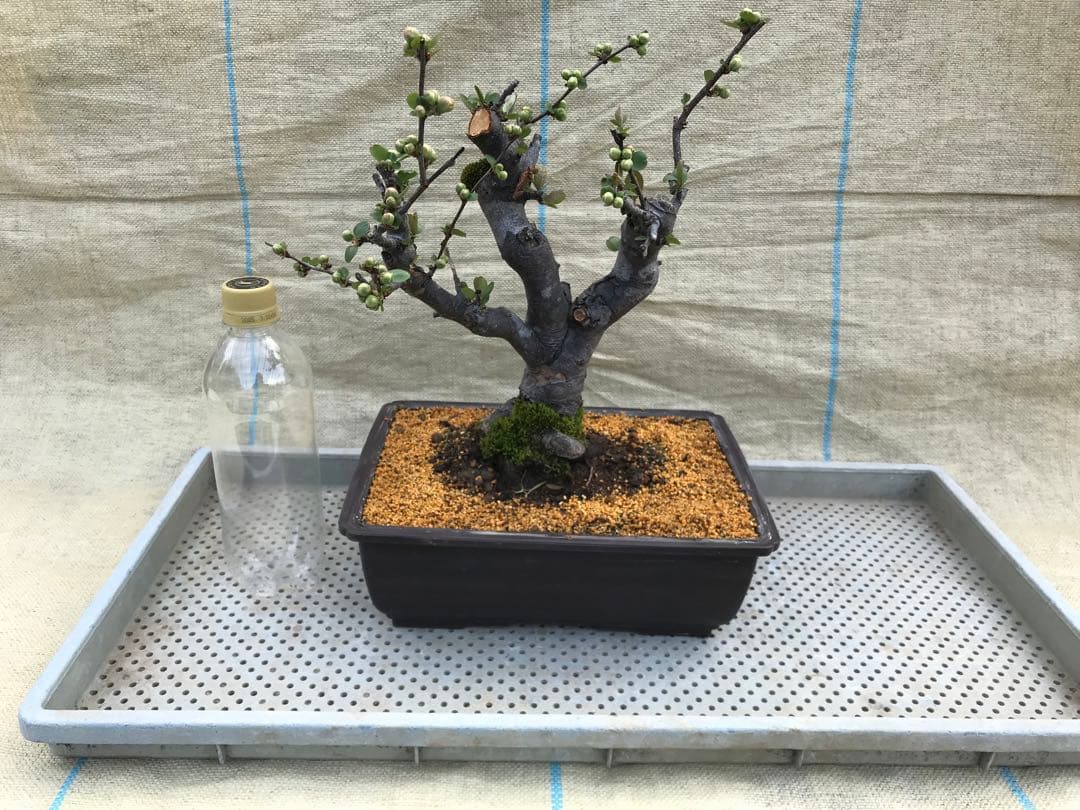 木瓜(ボケ)・放春花　日月星　角鉢(咲分け保証品)②