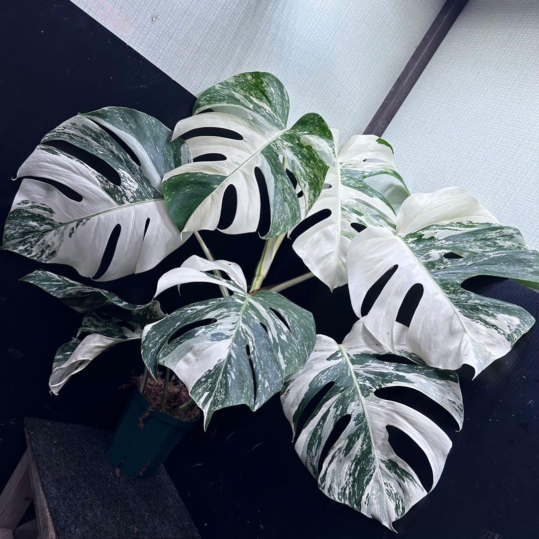 斑入りモンステラ ホワイトタイガー極美大株76cm白斑多