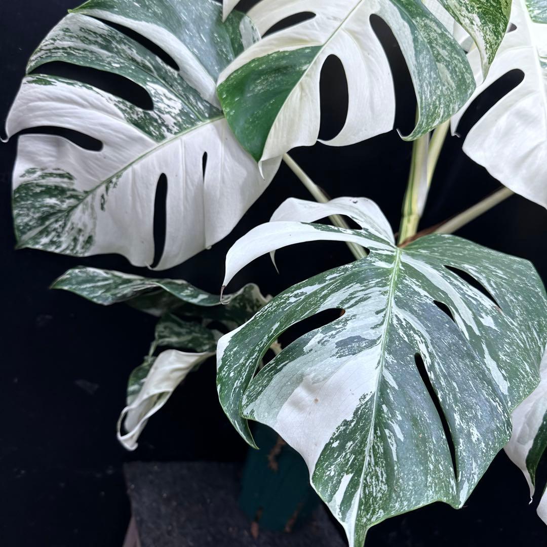 斑入りモンステラ ホワイトタイガー極美大株76cm白斑多