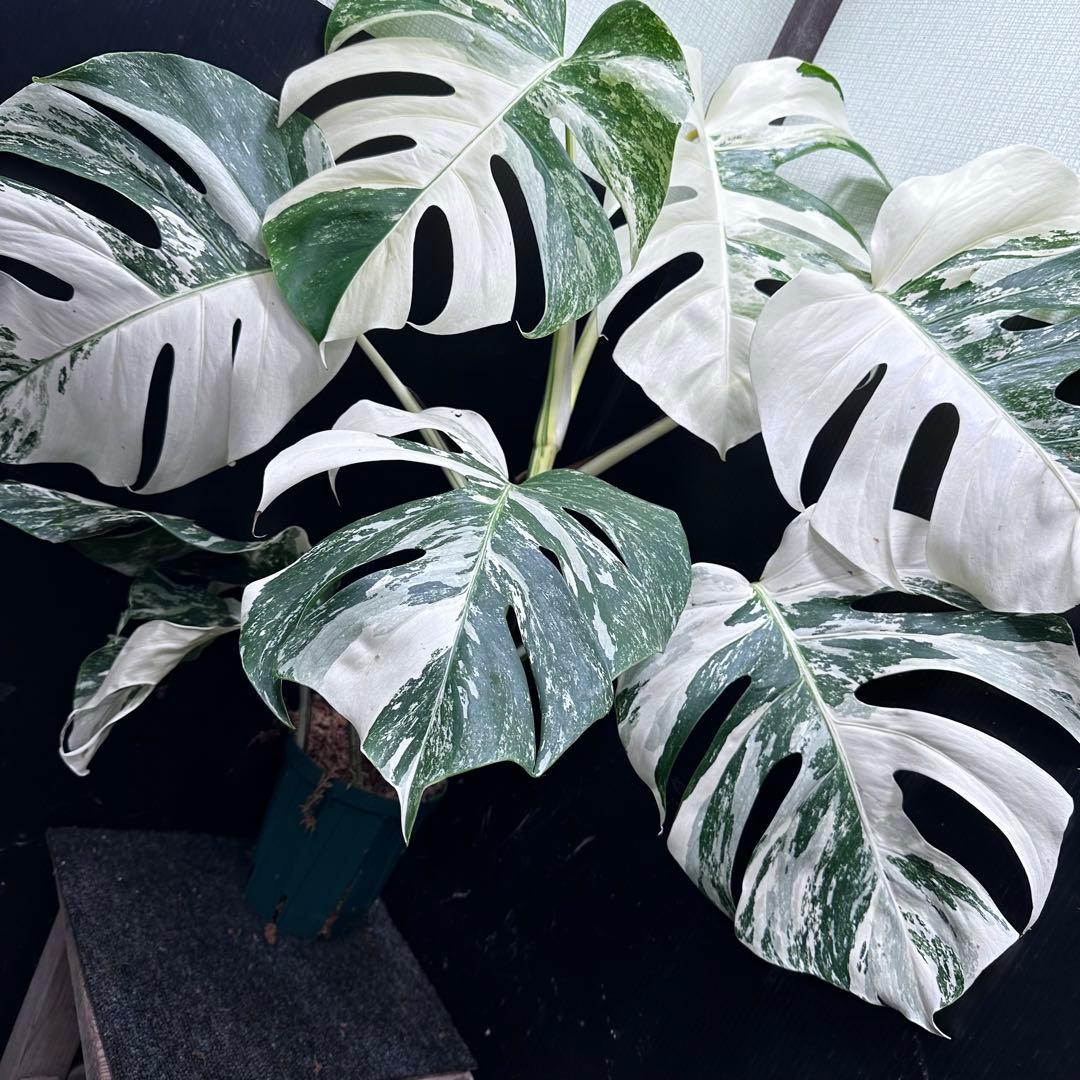 斑入りモンステラ ホワイトタイガー極美大株76cm白斑多