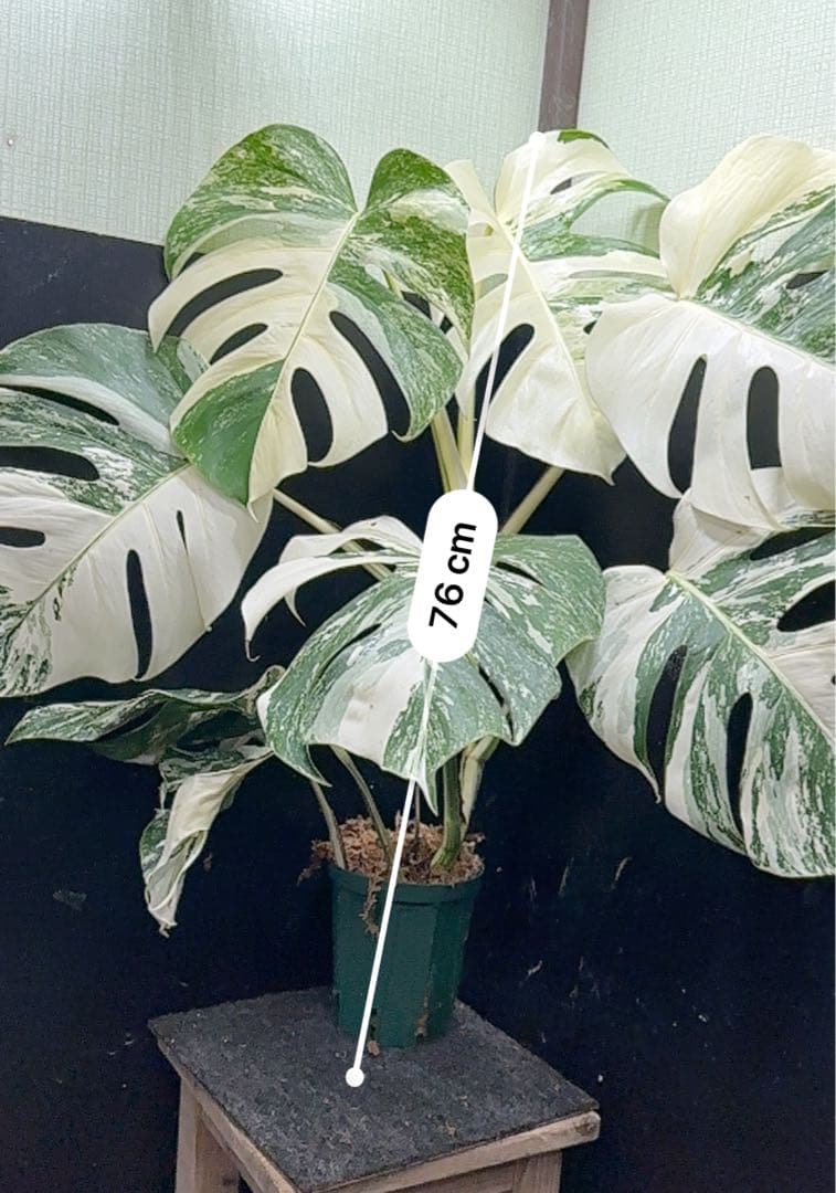 斑入りモンステラ ホワイトタイガー極美大株76cm白斑多