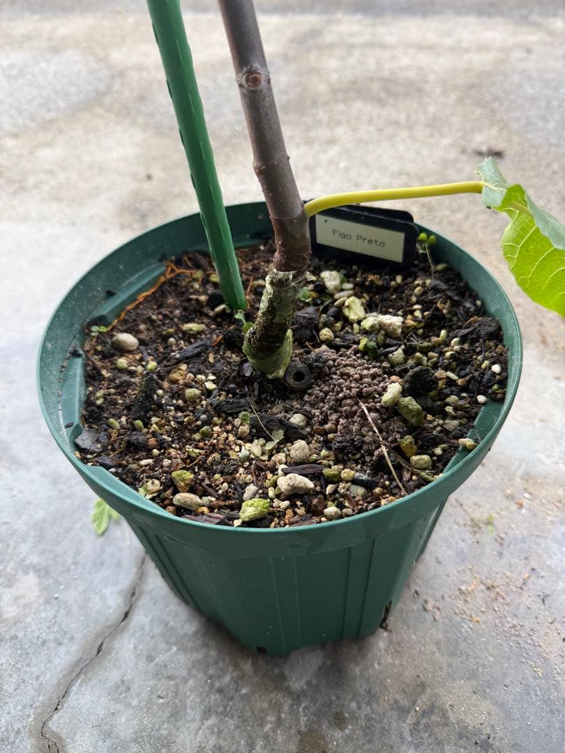 ぎょきん イチジク いちじく 穂木 苗