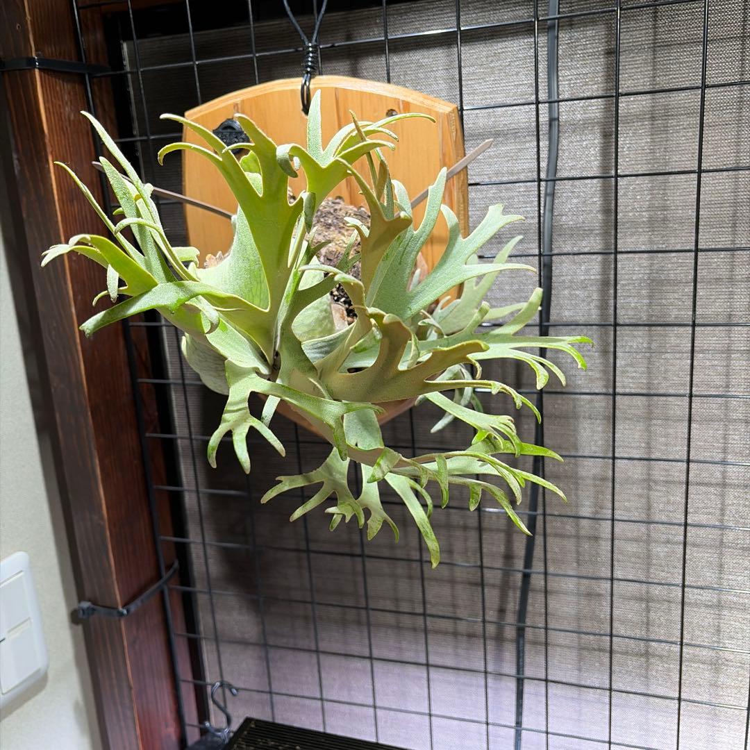 ビカクシダ ジェイドガール