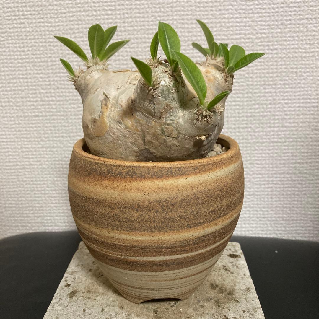 秋の値下げ❕パキポディウム　ブレビカウレ　恵比寿笑　鉢付き