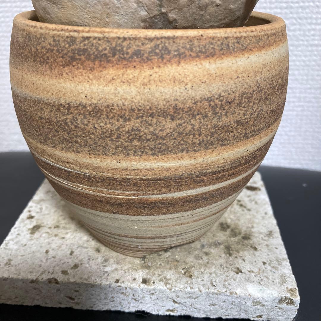 冬の値下げ❕パキポディウム　ブレビカウレ　恵比寿笑　鉢付き