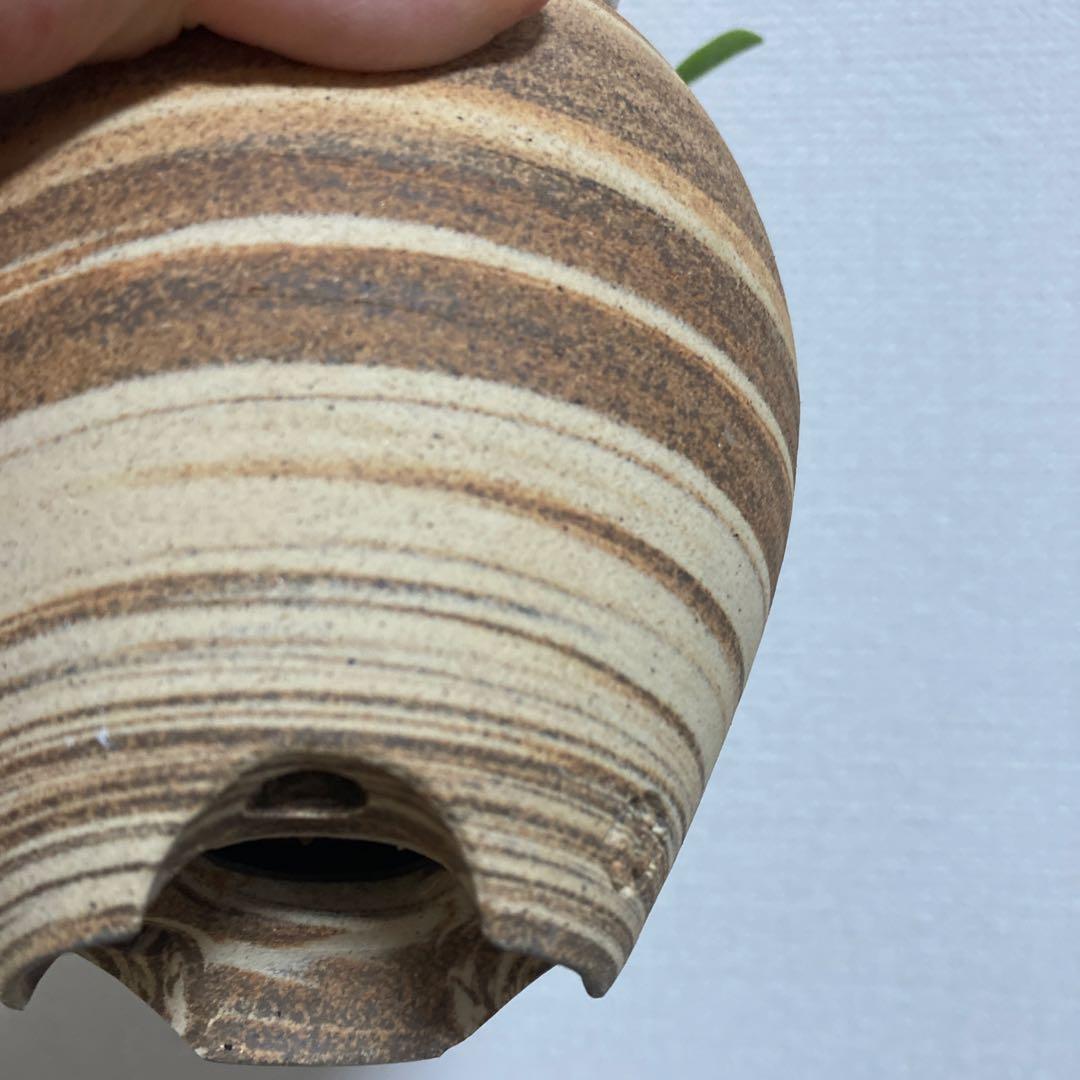 冬の値下げ❕パキポディウム　ブレビカウレ　恵比寿笑　鉢付き