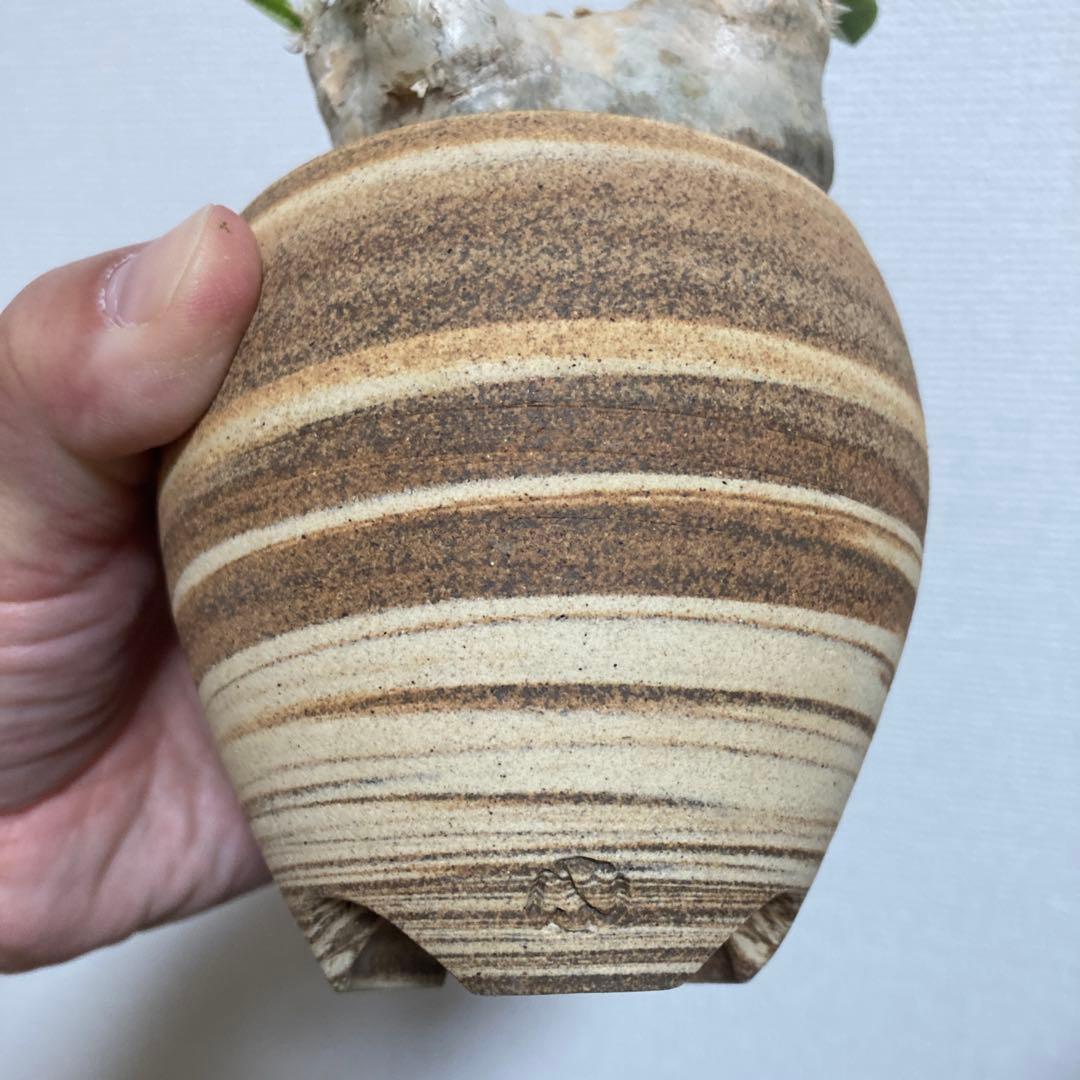 冬の値下げ❕パキポディウム　ブレビカウレ　恵比寿笑　鉢付き