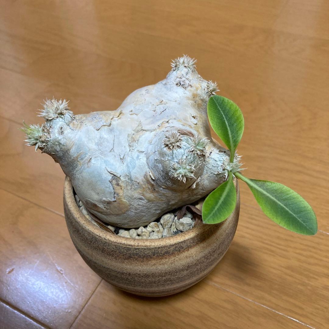 冬の値下げ❕パキポディウム　ブレビカウレ　恵比寿笑　鉢付き