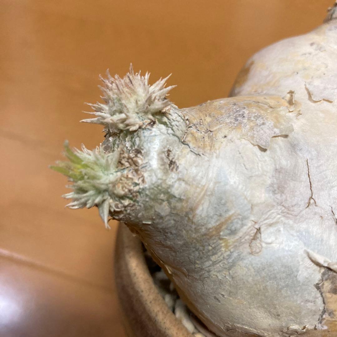 冬の値下げ❕パキポディウム　ブレビカウレ　恵比寿笑　鉢付き