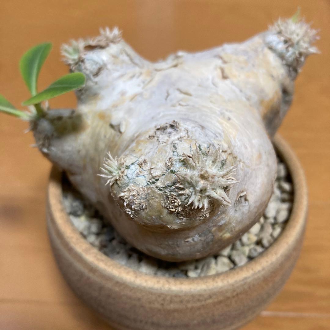 冬の値下げ❕パキポディウム　ブレビカウレ　恵比寿笑　鉢付き