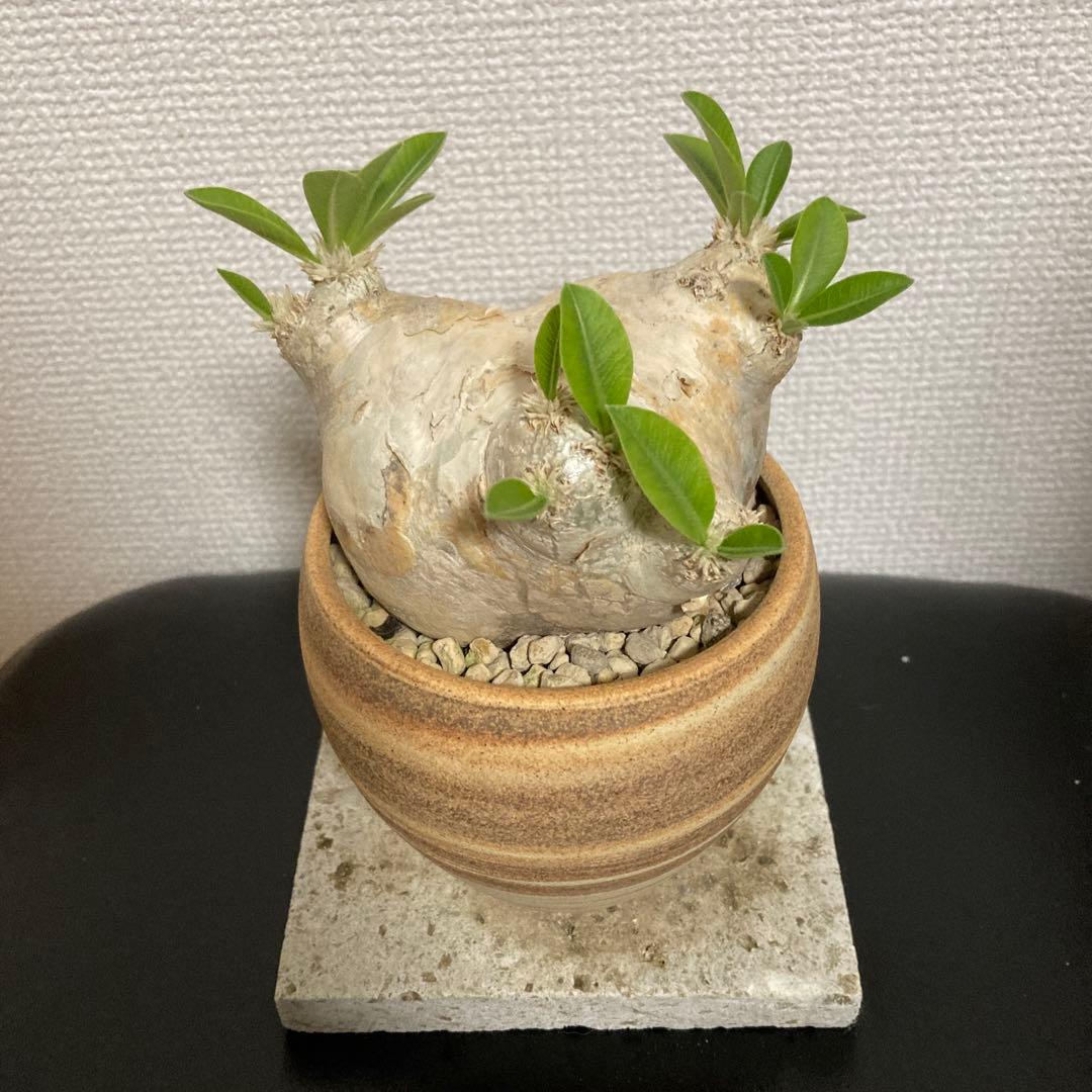 冬の値下げ❕パキポディウム　ブレビカウレ　恵比寿笑　鉢付き