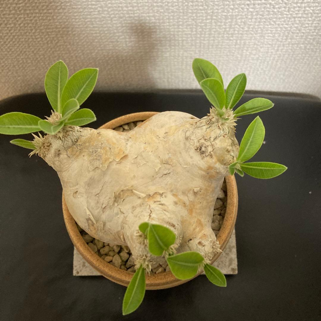 冬の値下げ❕パキポディウム　ブレビカウレ　恵比寿笑　鉢付き