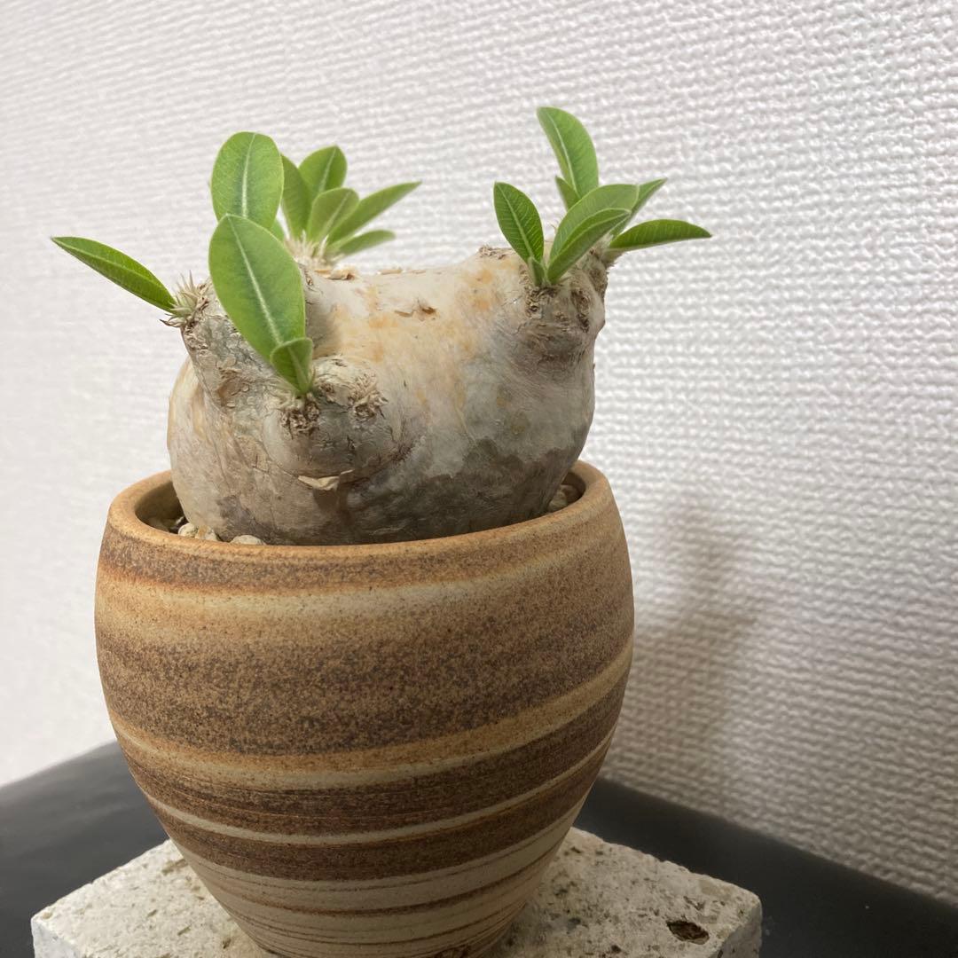 冬の値下げ❕パキポディウム　ブレビカウレ　恵比寿笑　鉢付き