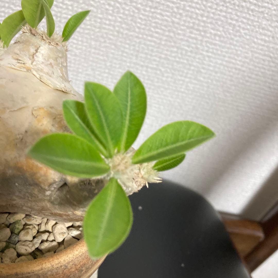 冬の値下げ❕パキポディウム　ブレビカウレ　恵比寿笑　鉢付き