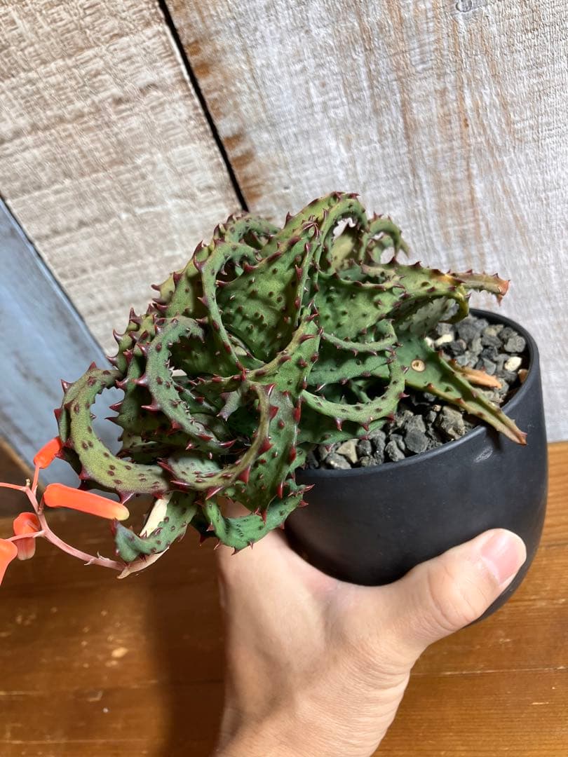 お値下げ　アロエ カスティロニアエ親株　良型