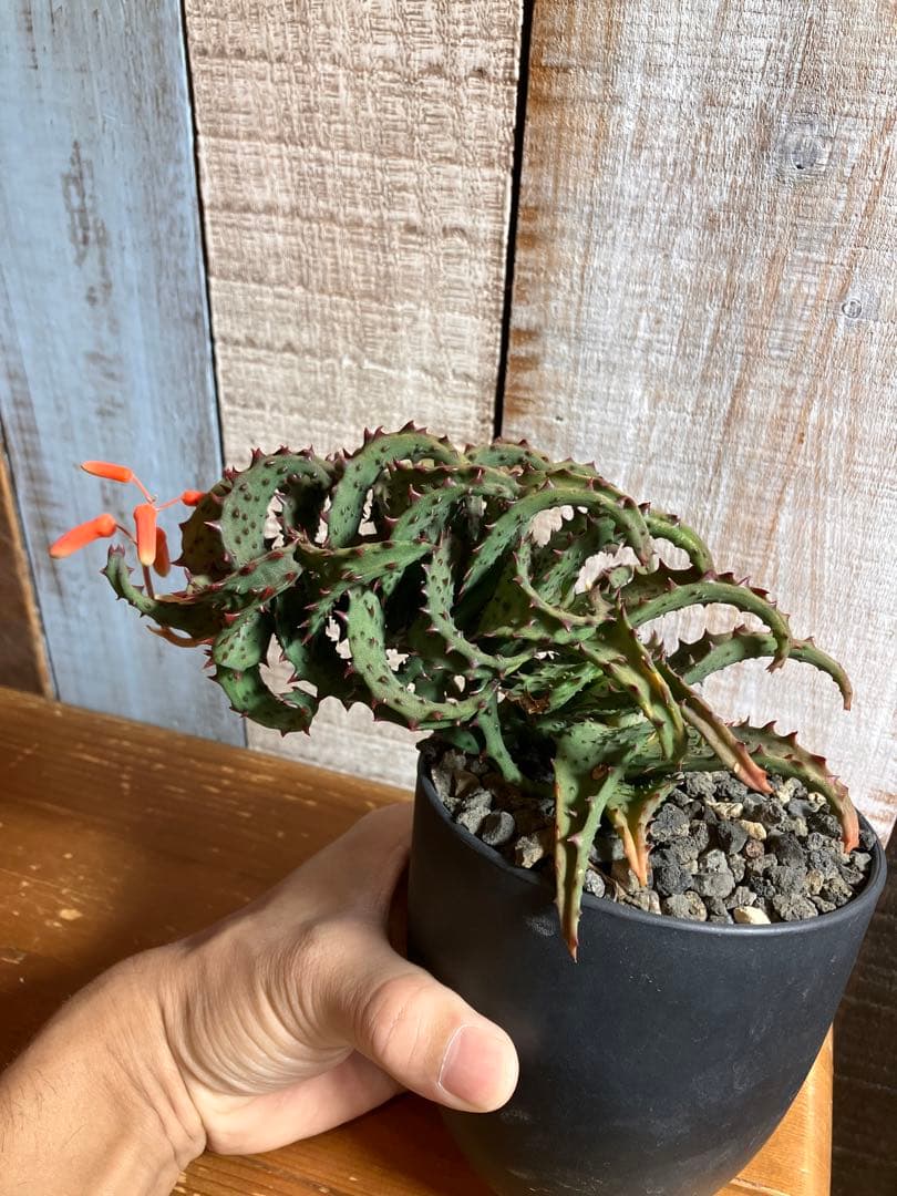 お値下げ　アロエ カスティロニアエ親株　良型