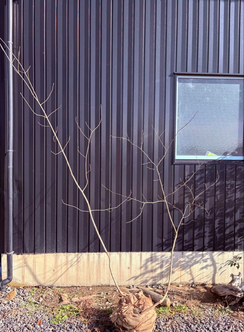 57 天然山採りアオダモ×クロモジ