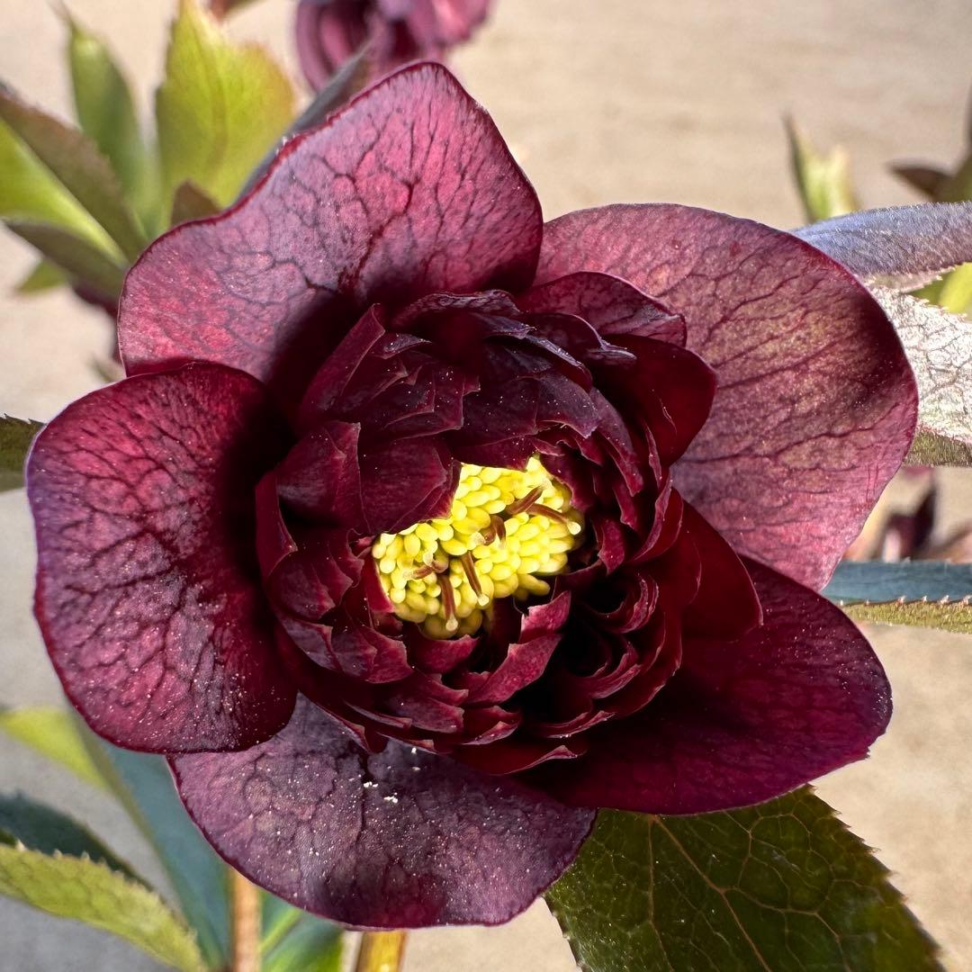 060 クリスマスローズ　開花株