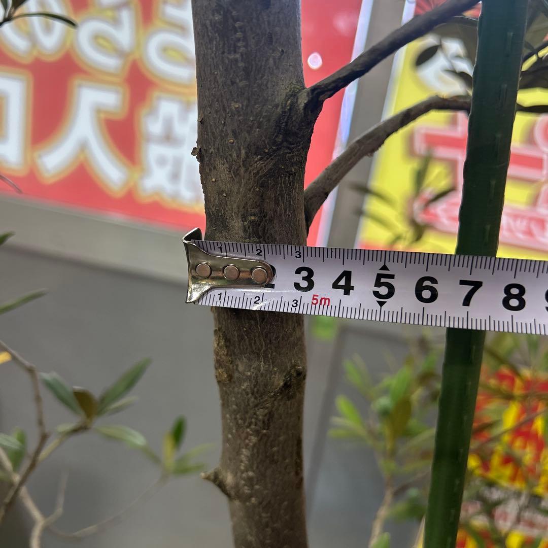 6328【戸塚区引取り、地域限定配送】実付き☆2.65m オリーブアルベキーナ？