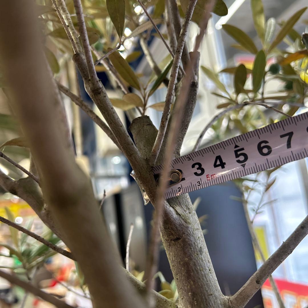 6328【戸塚区引取り、地域限定配送】実付き☆2.65m オリーブアルベキーナ？