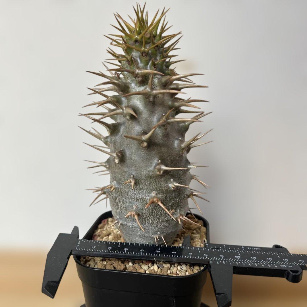 実生苗　パキポディウム アンボンゲンセ