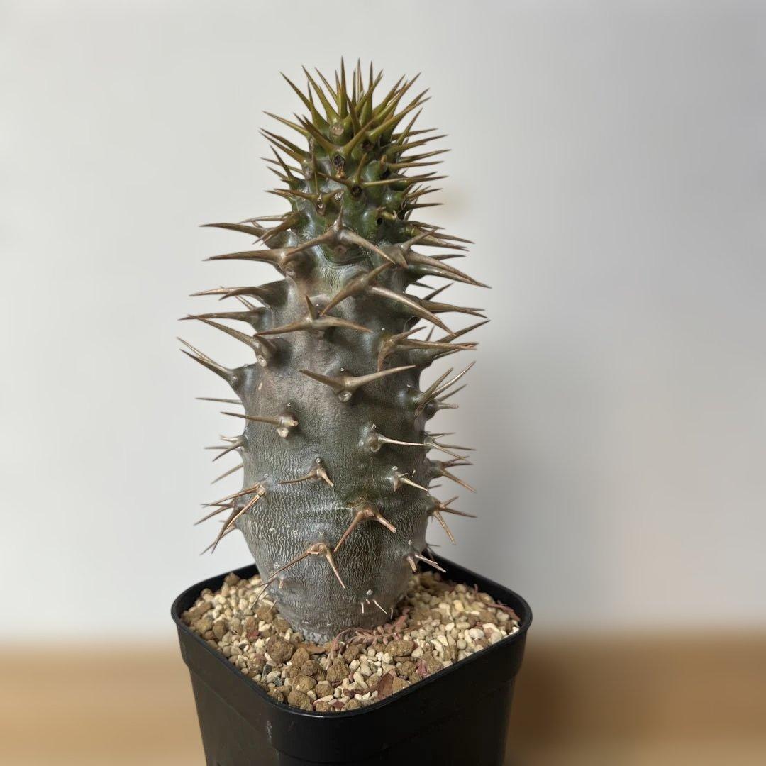 実生苗　パキポディウム アンボンゲンセ