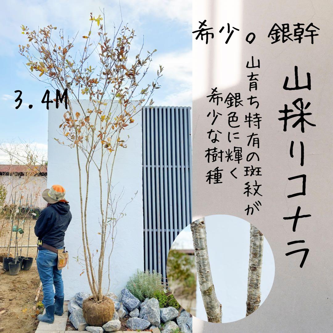 希少。銀幹 山採りコナラ株立ち3.4M(鉢底から)